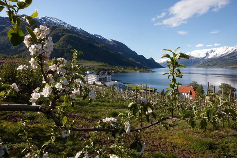 Hotel Ullensvang Hardanger Dronningstien Epleblomstring